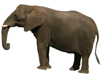 an elephant is standing on a white background