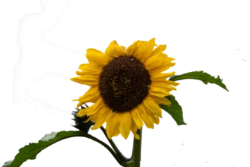 a single yellow sunflower on a white background