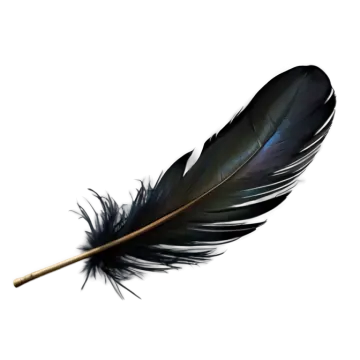 a black feather on a white background