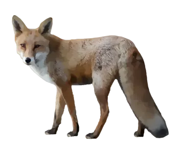 a drawing of a fox standing on a white background