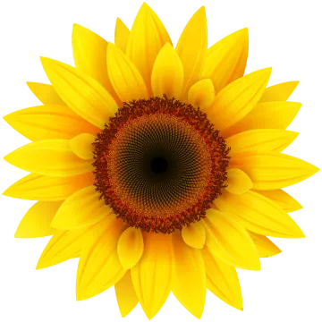 a yellow sunflower on a white background