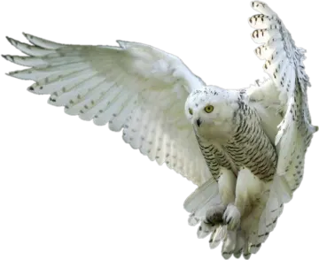 a white owl is flying in the air