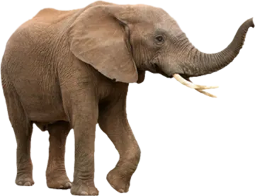 an elephant is standing in front of a white background