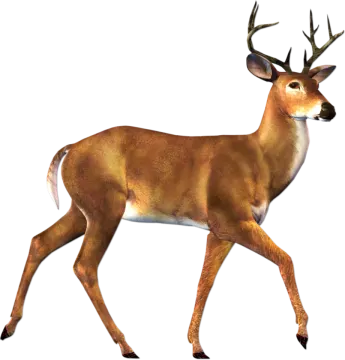an image of a deer that is walking