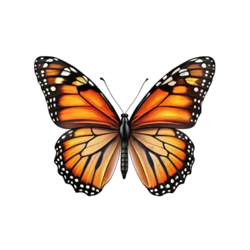 a monarch butterfly on a white background