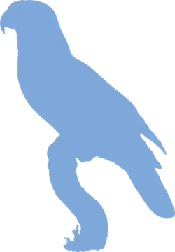a bird silhouetted on a white background