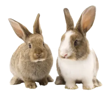 two rabbits on a white background