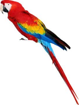 a red and yellow parrot sitting on top of a branch