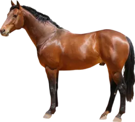 a brown horse standing in front of a white background