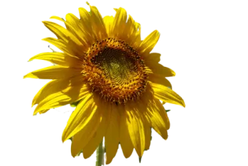 a yellow sunflower on a white background