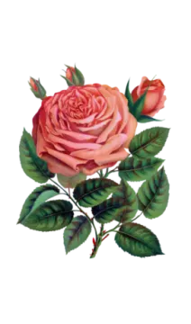 a drawing of a rose with green leaves