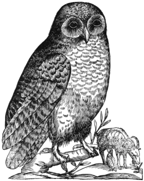 a black and white drawing of an owl sitting on a branch
