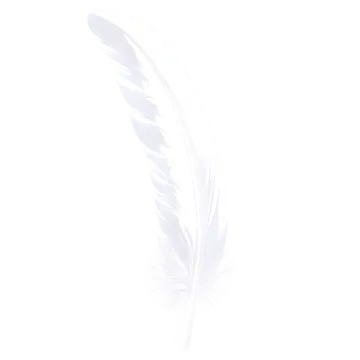 white feather on a white background