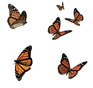 a group of butterflies flying in the air