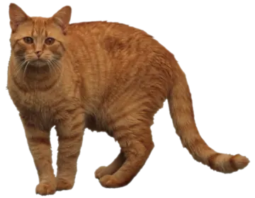 an orange cat walking on a white background