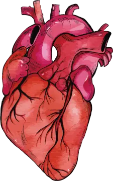 the human heart