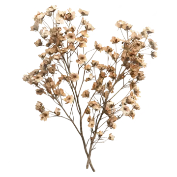 a branch of dried flowers on a white background