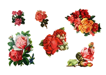 a bunch of roses on a white background