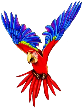 a drawing of a parrot flying in the air