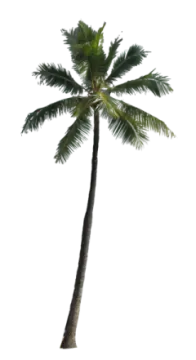 a palm tree on a white background