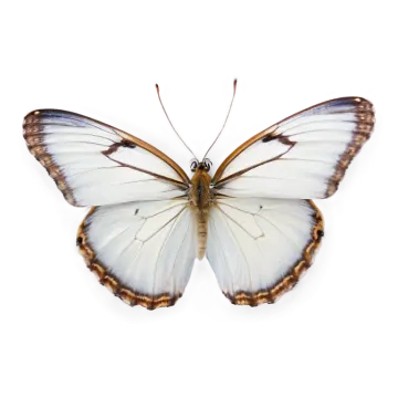 a white butterfly with brown spots on its wings