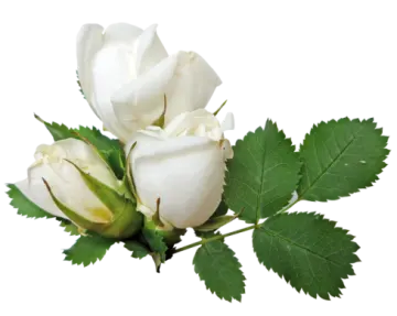 a white rose with green leaves