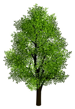 a green tree on a white background