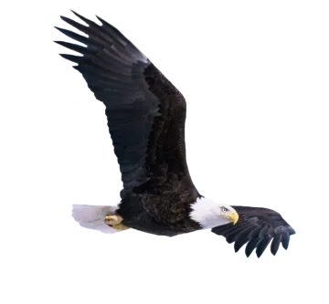 an eagle flying in the air with its wings spread