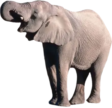 an elephant standing in front of a white background
