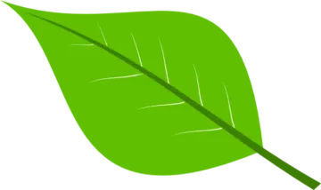 a green leaf on a white background