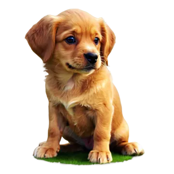 a small dog sitting on top of a green field