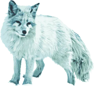 a drawing of a white fox