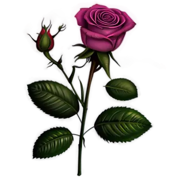 a pink rose on a white background