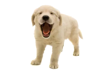 a small white dog with its mouth open