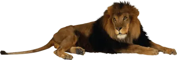 a lion laying down on the ground