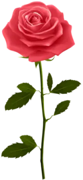 a red rose on a white background