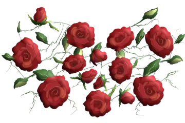 a bunch of red roses on a white background