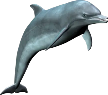 a dolphin jumping in the air with its mouth open