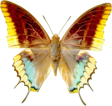 an orange and yellow butterfly on white background