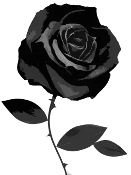 a black rose on a white background