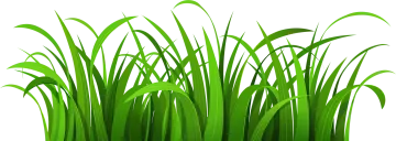a bunch of grass on a white background