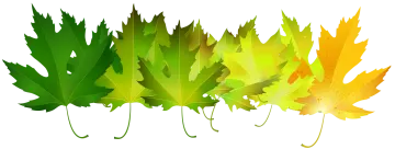 a group of colorful maple leaves