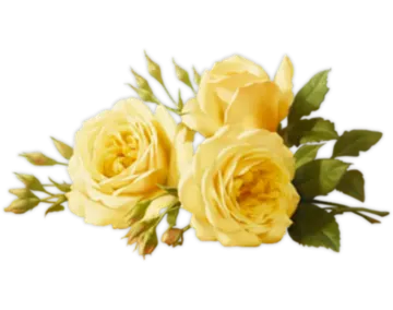 three yellow roses on a white background