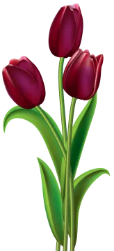 three red tulips clipart