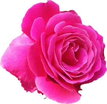 a pink rose on a white background