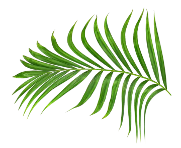 a palm leaf on a white background