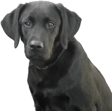 a black dog sitting on top of a white surface