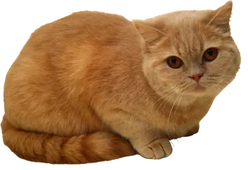 a close up of a cat on a white background