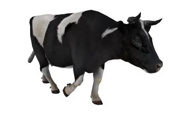a black and white cow