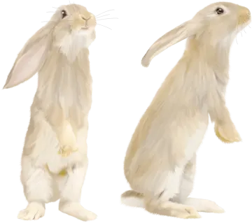 two white rabbits facing each other side by side